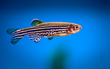 aquarium fish, zebrafish on a blue background