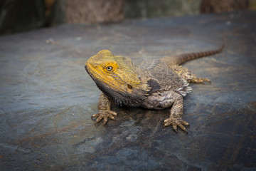 bearded dragon sitting on a rock