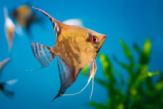 รูปภาพAngelfish – เลือกดูภาพถ่ายสต็อก เวกเตอร์ และวิดีโอ19,949 | Adobe ...
