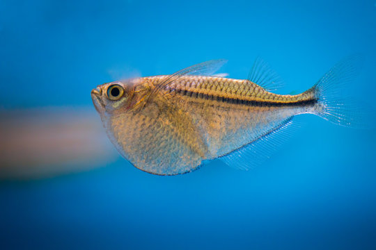 aquarium fish, common hatchetfish on a blue background
