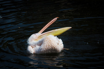 pelican opens his beak in the water