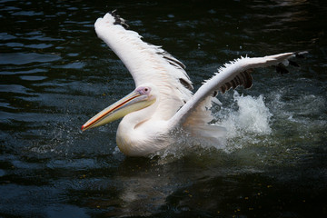 pelican spreading its wings on the water