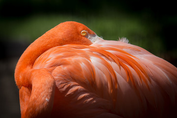 pink flamingo resting with his head in his feathers