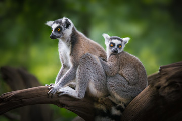 ring-tailed lemur and child sitting on a branch - obrazy, fototapety, plakaty