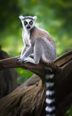 ring-tailed lemur sitting on a branch and staring - obrazy, fototapety, plakaty