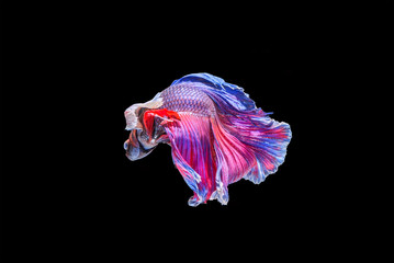 Siamese fighting fish isolated on black background