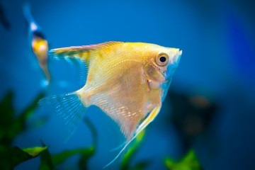 white angelfish swimming upwards, sideview