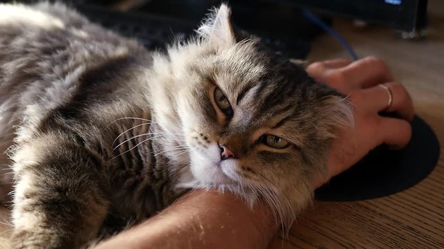 A loving cat lies carefully in the hands of the man on the desktop, falls asleep and watches the camera. HD, 1920x1080, slow motion.