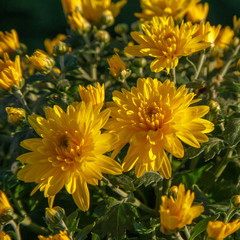 Blooming of a yellow chrysanthemum in green leaves in a bouquet at the daytime
