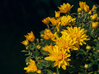 Blooming of a yellow chrysanthemum in green leaves in a bouquet at the daytime