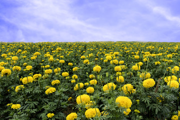Naklejka premium Marigold flowers with blue sky.