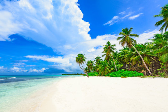 paradise tropical beach palm the Caribbean Sea