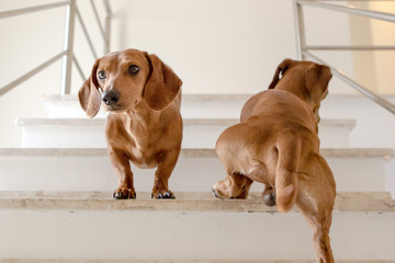 Cachorro Dachshund subindo a escada © jufrug