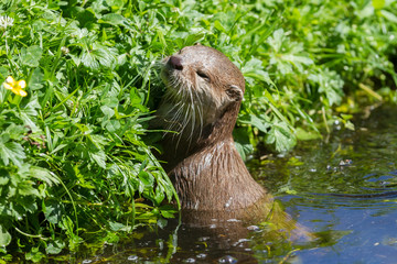 Small claw otter swimming