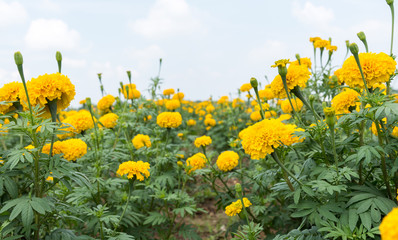 Marigold flowers with blue sky.