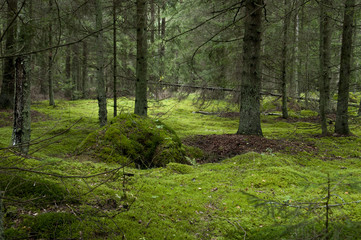 Fototapeta na wymiar Actual, no modify picture, green gloomy forest at autumn. Wild, untouched nature. Clearly visible moss, tree trunks and green forest deck.