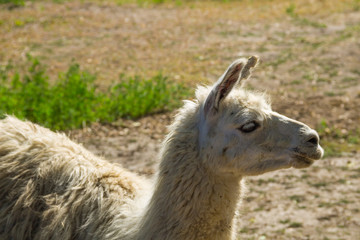 Portrait of a white lama