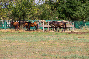 Fototapeta na wymiar Horses in a paddock on farmyard