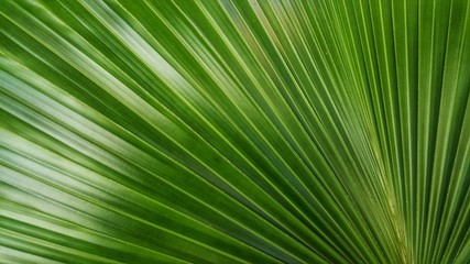 Abstract image of Green Palm leaves in nature
