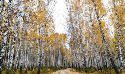 Дорога в березовом лесу
