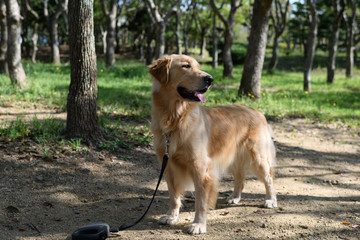 ゴールデンレトリバー