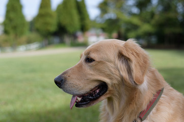 ゴールデンレトリバー