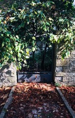 Iron gate with red leaves on the floor (Fano, Italy)