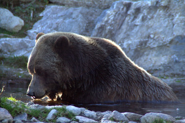 Fototapeta na wymiar l'ours brun