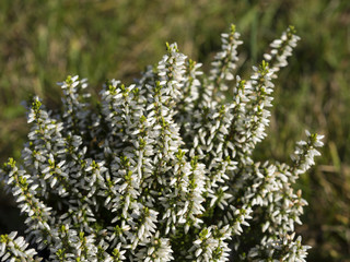 close up white heath briar Calluna vulgaris with dew drops