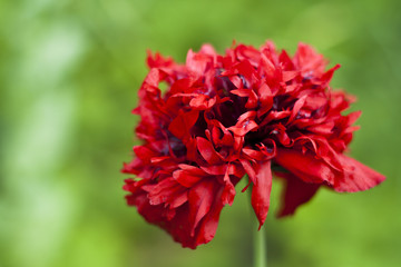 Big red poppy flower on a green background