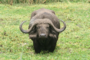 Obraz premium Buffalo