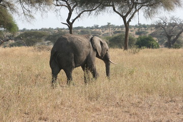 Elephant