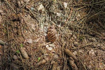 pine cones on ground in sunshine