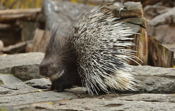 Funny Indian crested porcupine (Hystrix indica), or Indian porcupine