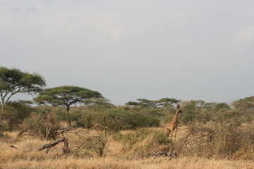 Giraffe blending in