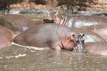 Hippo