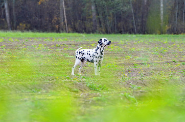 dalmatian at field