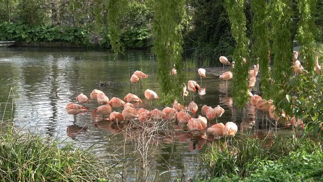 4K video footage of pink flamingos on the pond