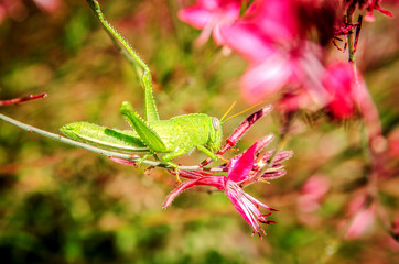 A green grasshopper sits on the pink flower of Gaur Lindhammer and eats it.