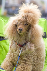 Dog Poodle close-up