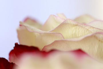 Eine Rose der Liebe und Blume der Verliebten