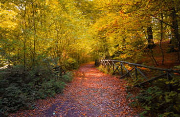 Soriano nel Cimino (Italy) - The autumn in the beechwood of Monte Cimino with foliage. This forest...