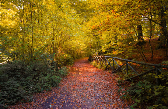 Fototapeta Soriano nel Cimino (Italy) - The autumn in the beechwood of Monte Cimino with foliage. This forest in the summit of Cimino mountain has become UNESCO World Heritage Site in 2017