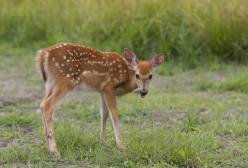 White-tailed deer fawn grazing in a grassy field