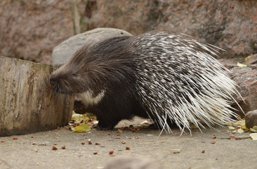 Cute Indian crested porcupine (Hystrix indica), or Indian porcupine