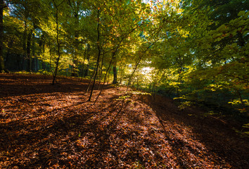 Soriano nel Cimino (Italy) - The autumn in the beechwood of Monte Cimino with foliage. This forest in the summit of Cimino mountain has become UNESCO World Heritage Site in 2017
