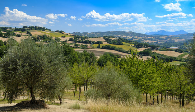 Summer landscape in Marches near Fossombrone