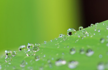 morning nature background with beautiful drop 