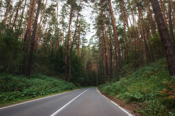 Fototapeta premium Asphalt road in the forest