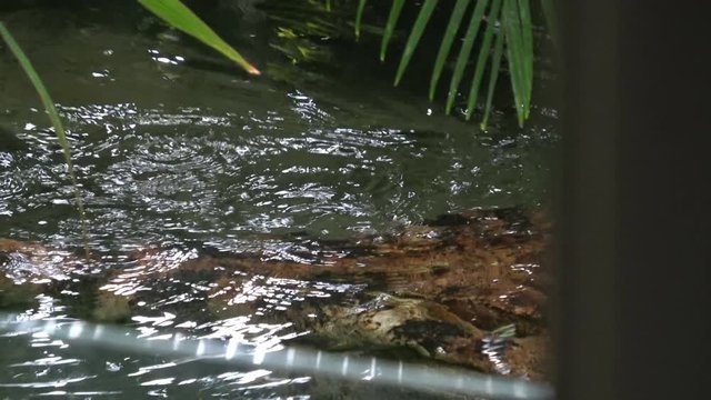 4K video footage of crocodile eye closeup view, alligator head in water